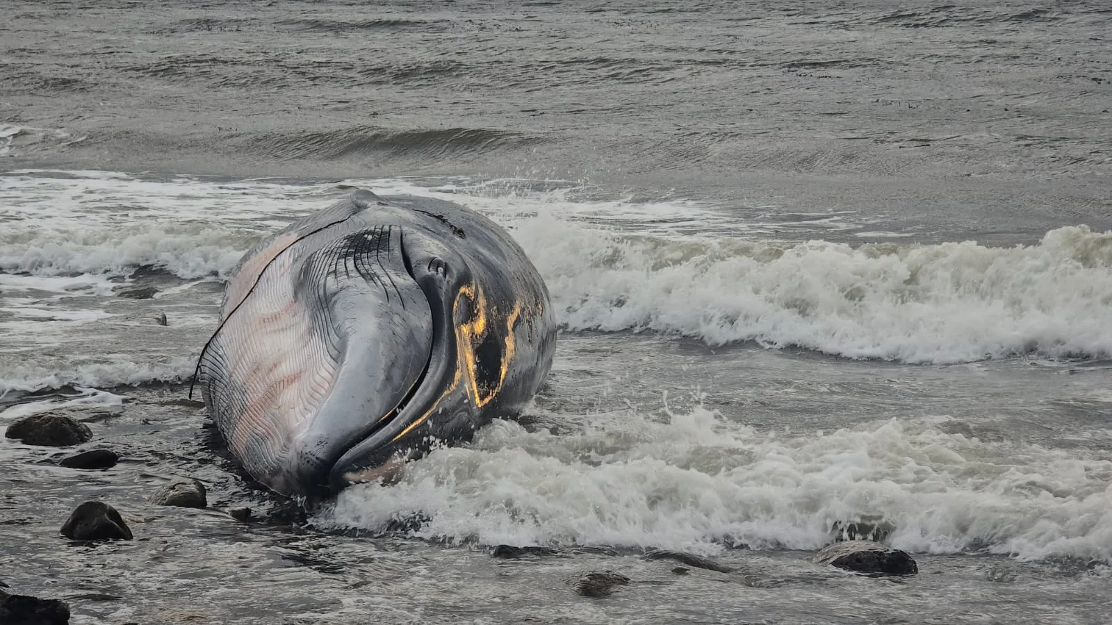 Realizan operativo tras alerta ciudadana por varamiento de ballena Sei en el Seno Otway