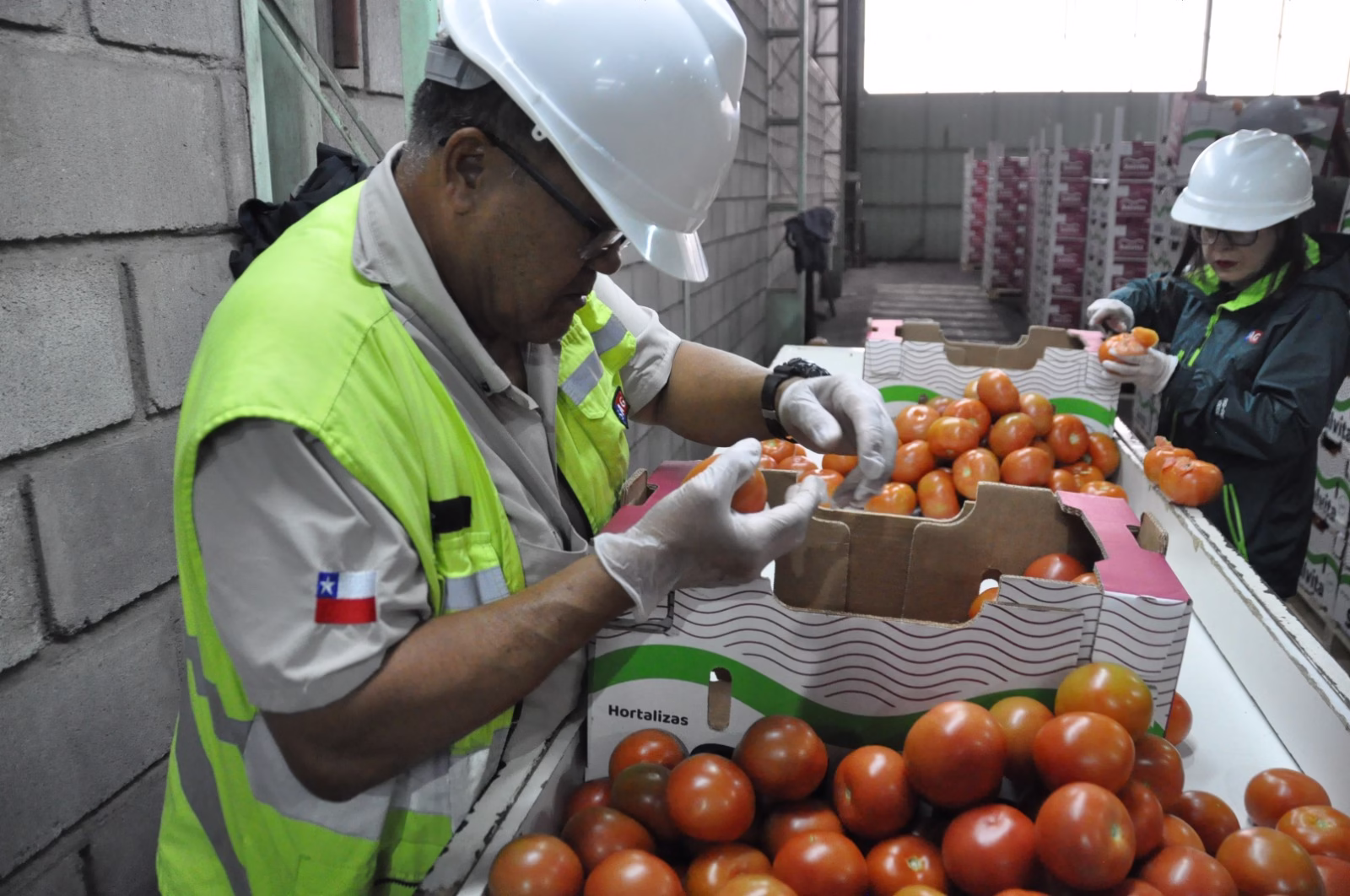 Arica inicia nueva temporada de exportación de tomates a Argentina